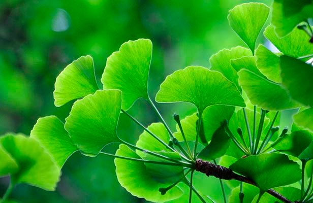 GINKGO BILOBA